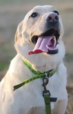 Statistiques de notre pension - 1344 clients satisfaits