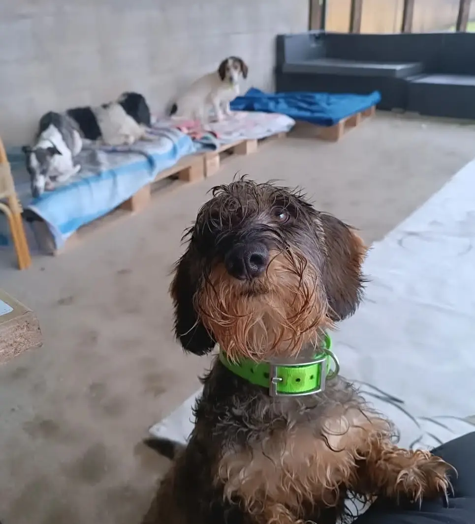 Service de visite et garde à domicile