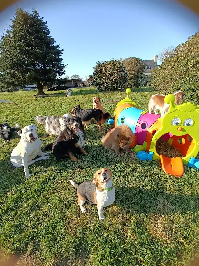 Chiens jouant ensemble dans le jardin de la pension