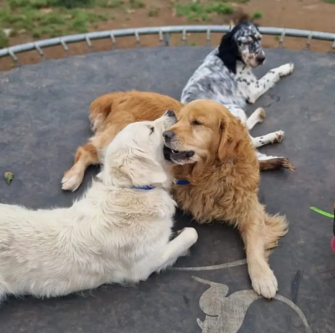 Service de transport animalier sécurisé