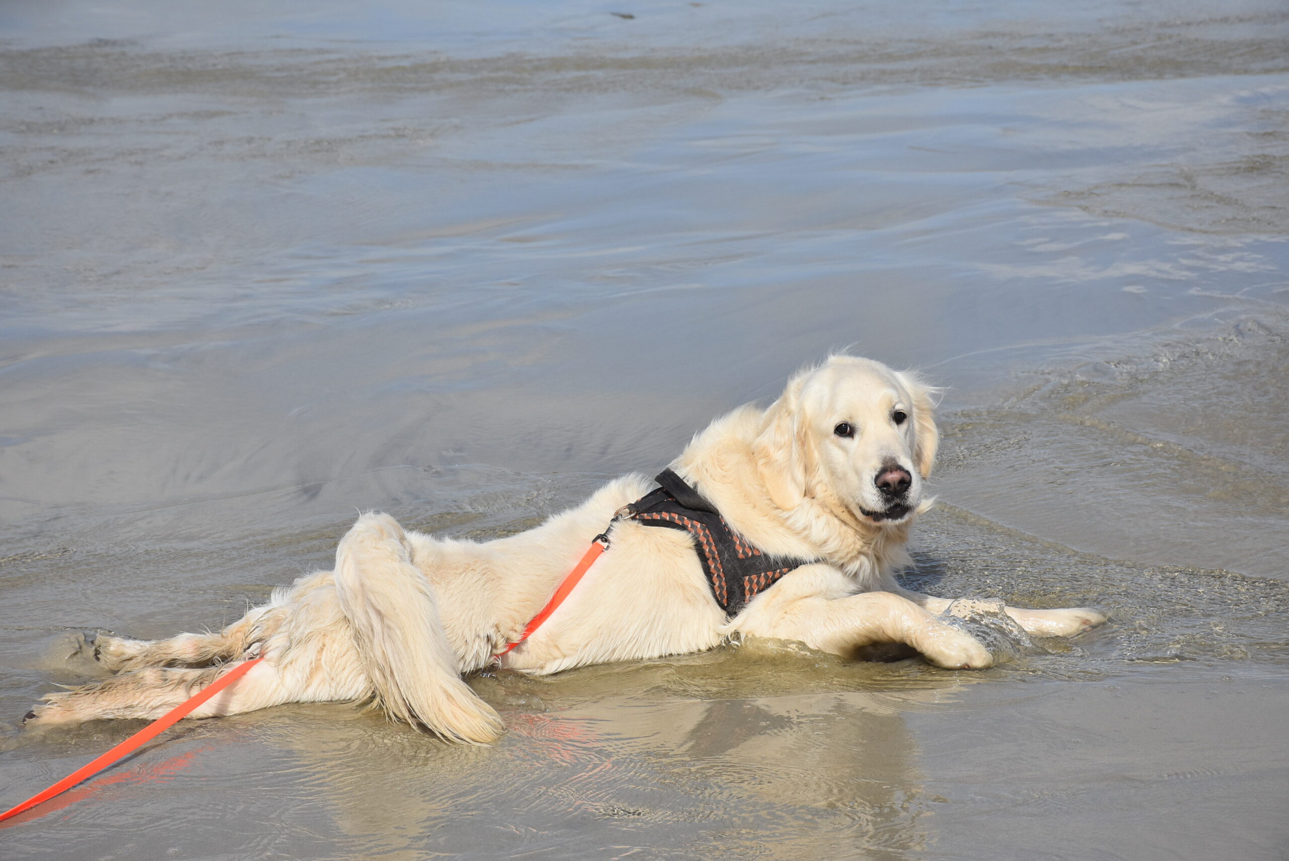 chien allongé dans l'eau